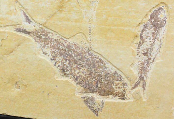 Multiple Knightia Fossil Fish Plate - x #42443